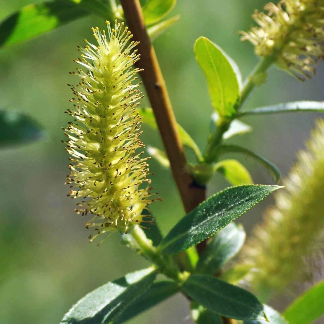 Salix lucida