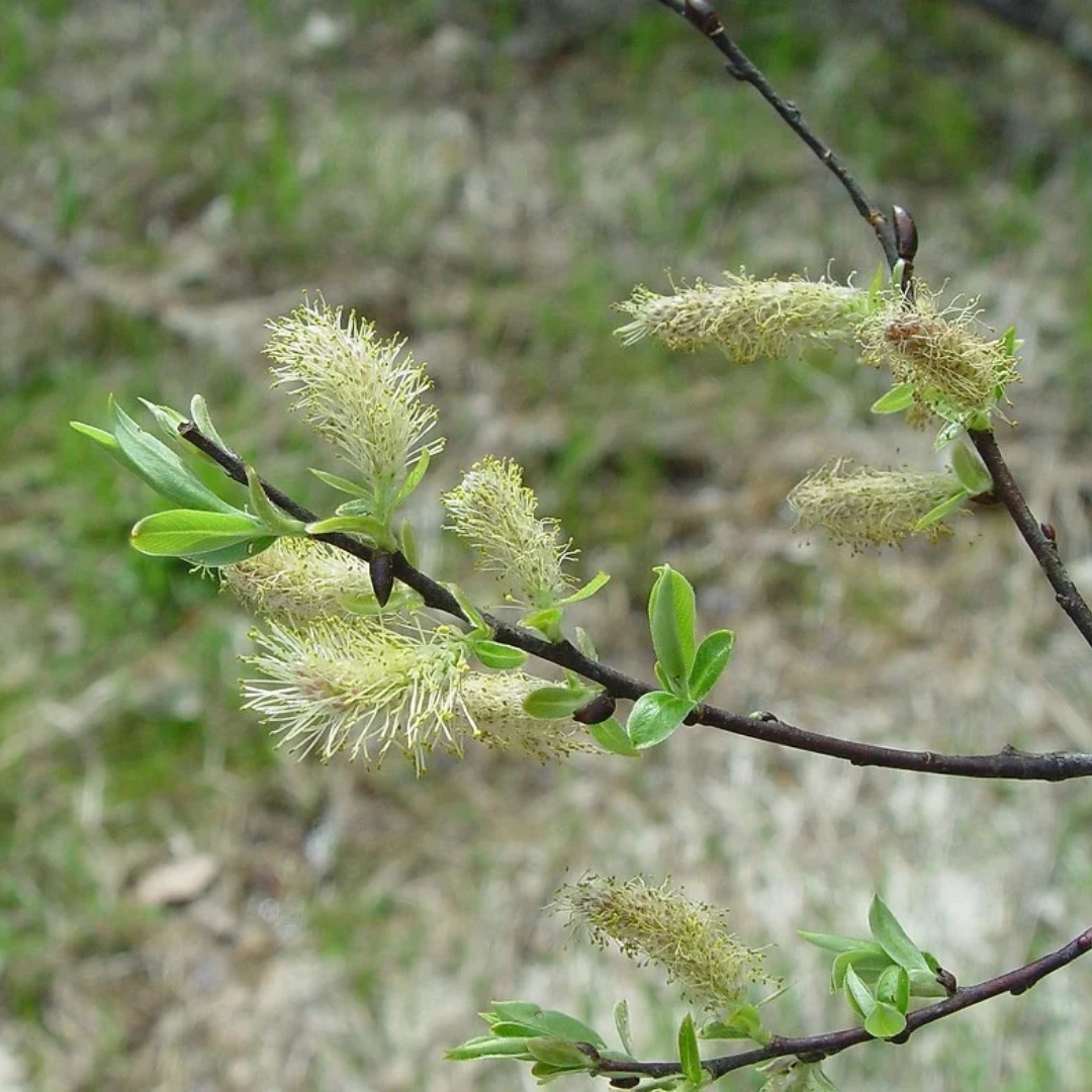 Salix petiolaris