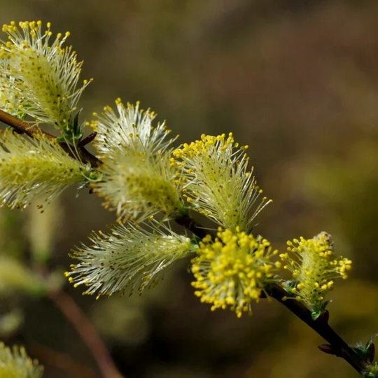 Salix repens
