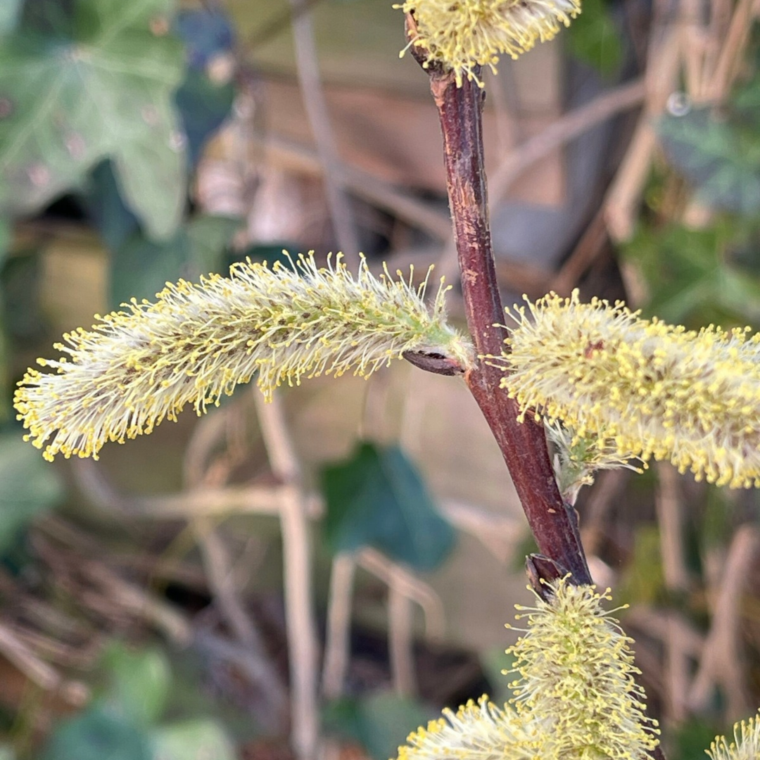 Salix udensis 'Sekka'