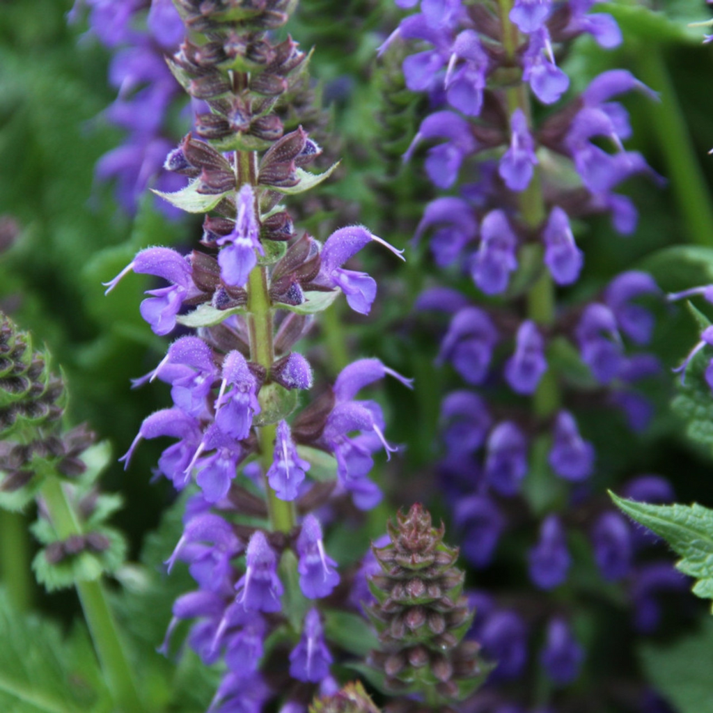 Buy Now | Salvia 'April Night' | Ontario Grown | Local Delivery