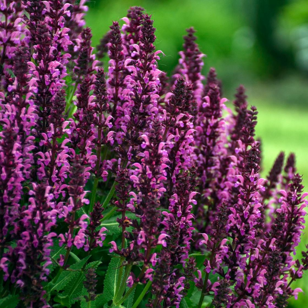 Salvia nemorosa 'Bumbleberry'