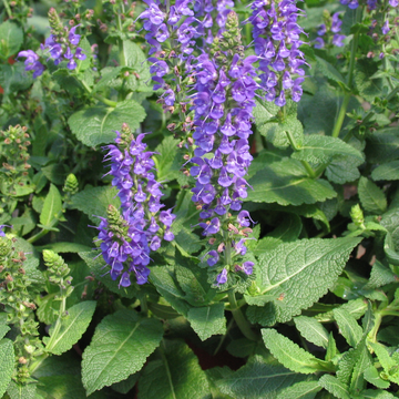 Buy Salvia 'May Night' | Unrivaled Perennials – Black Sheep Perennials