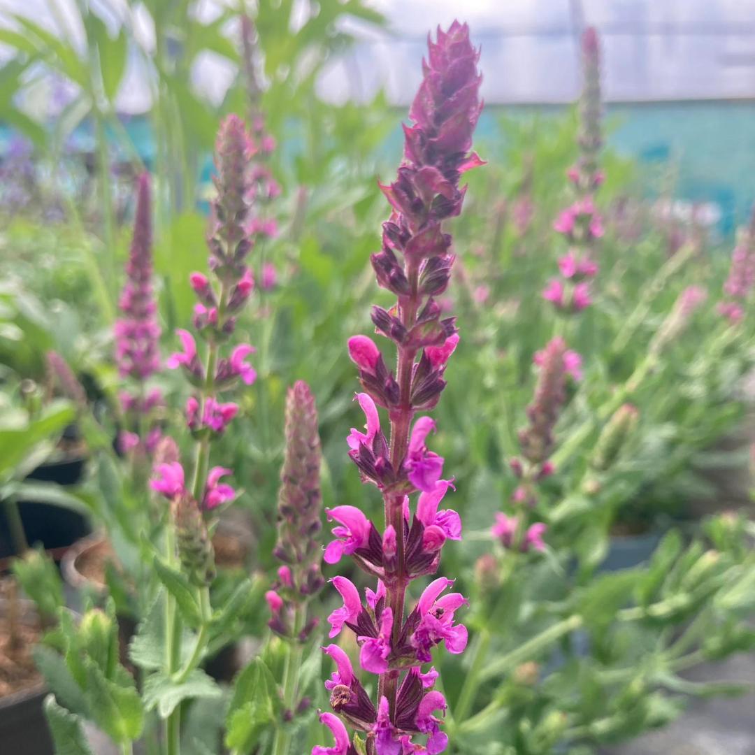 Salvia nemorosa 'Pink Friesland'