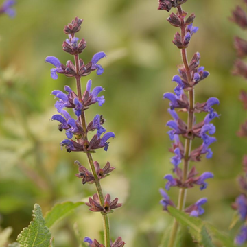 Buy Salvia 'Spring King' | Unrivaled Perennials – Black Sheep Perennials