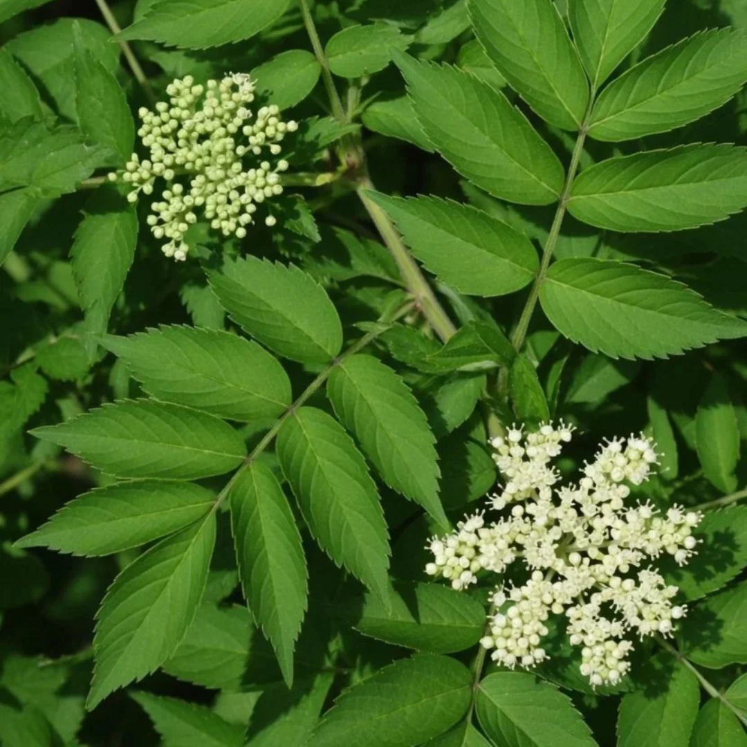 Sambucus canadensis