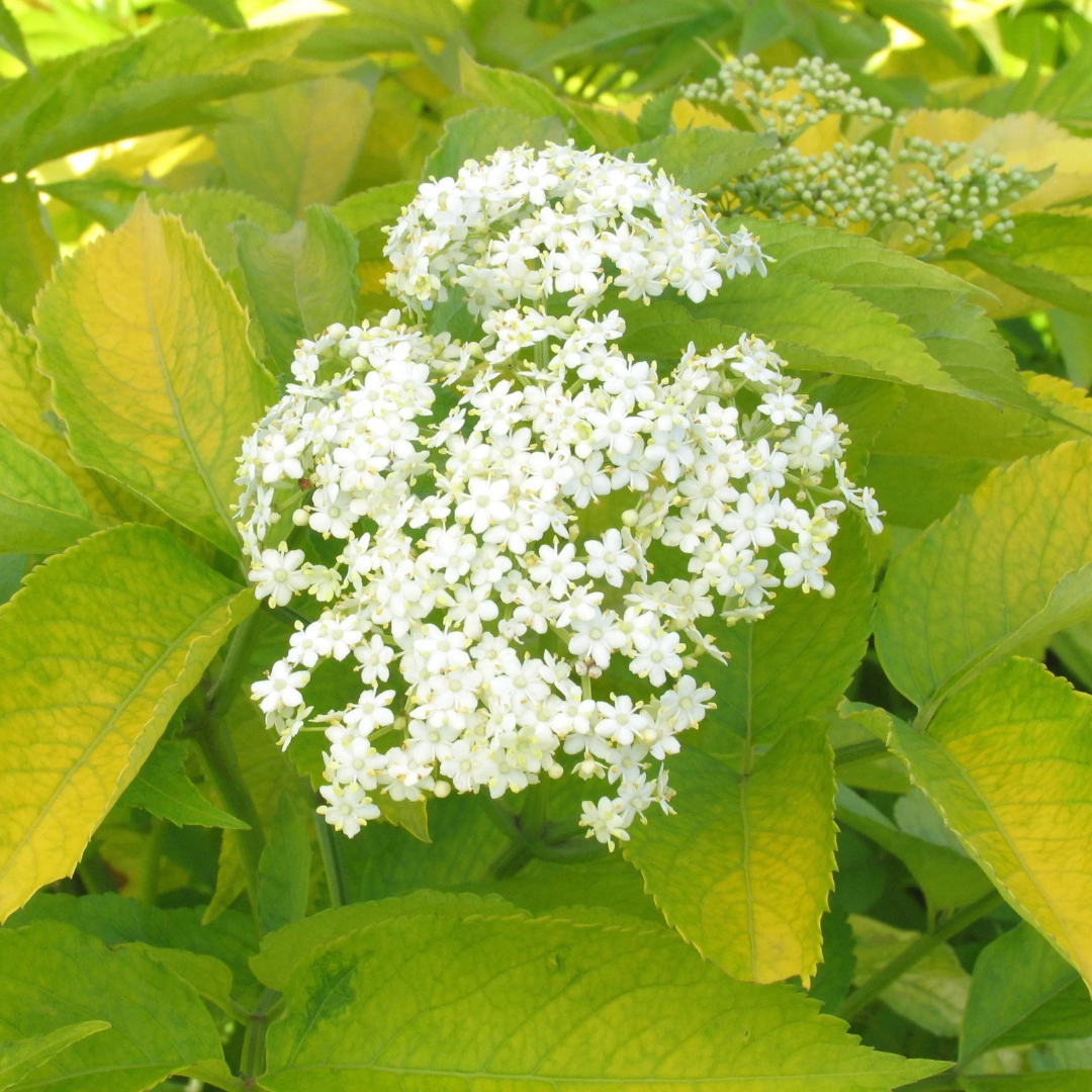Sambucus canadensis 'Aurea'