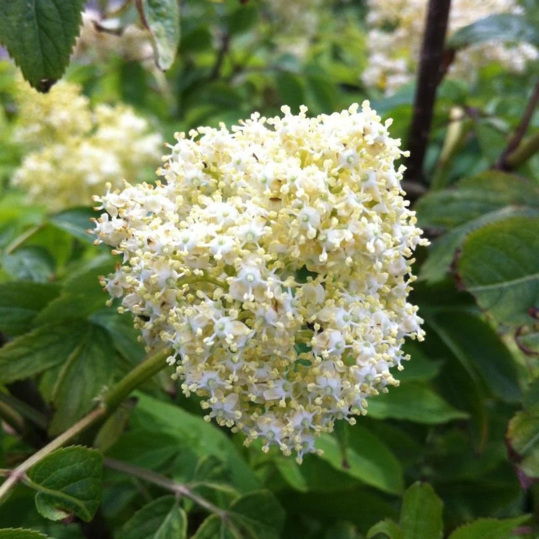 Sambucus pubens