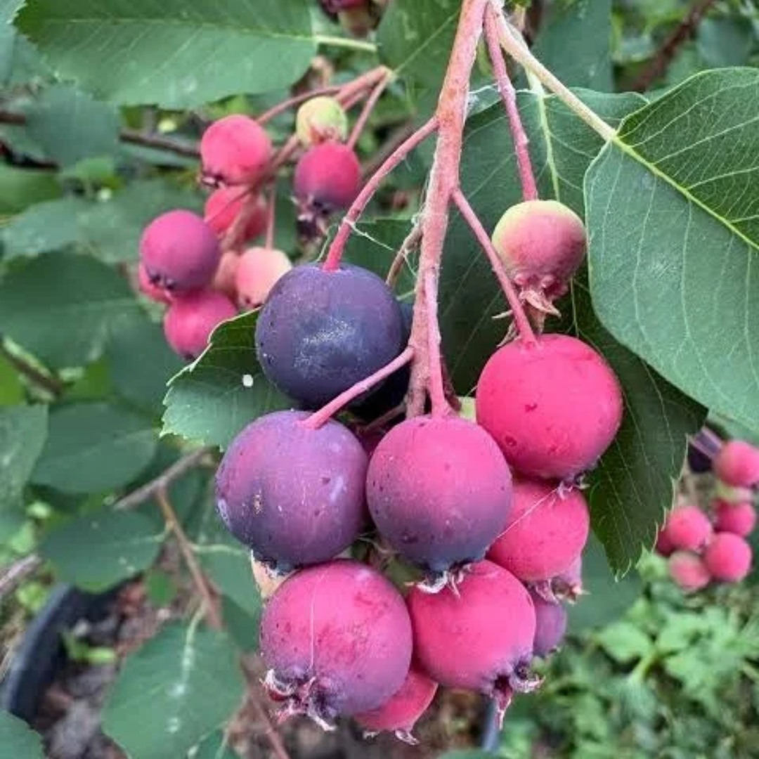 Saskatoon Berry x 'Honeywood'