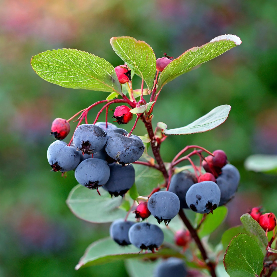 Saskatoon Berry x 'Lee #3'