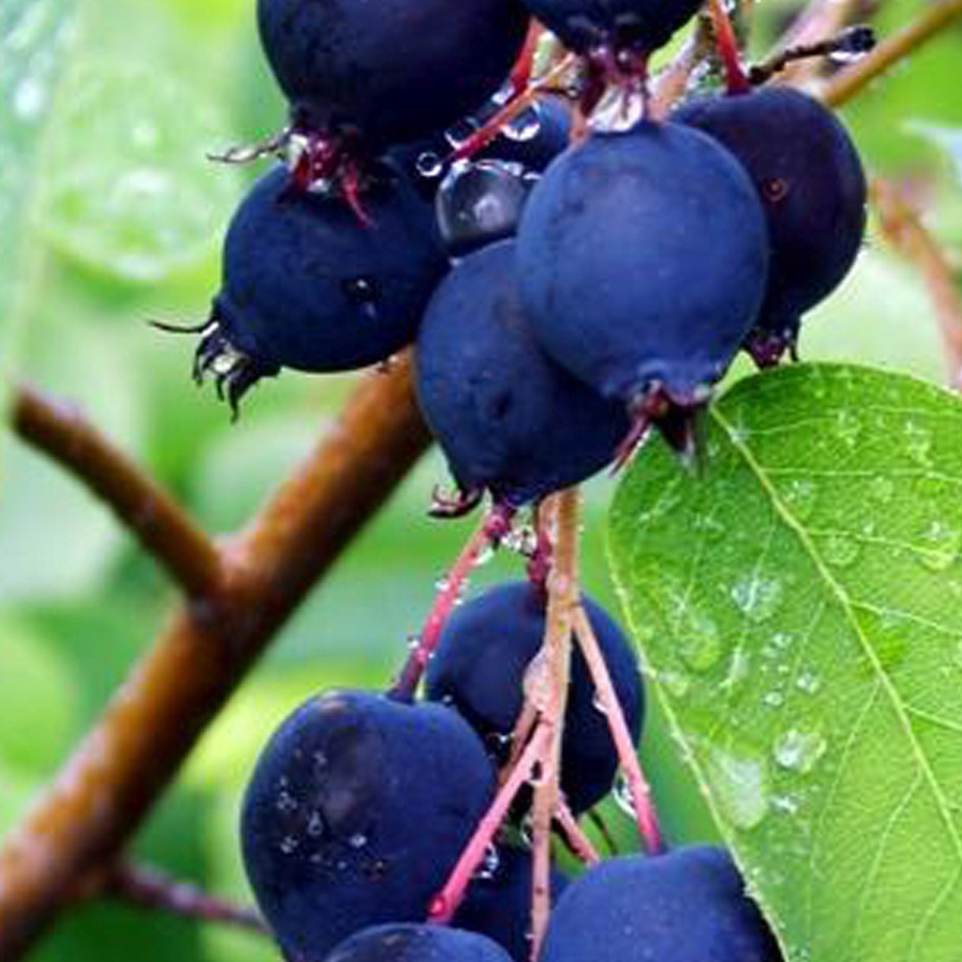 Saskatoon Berry x 'Martin'
