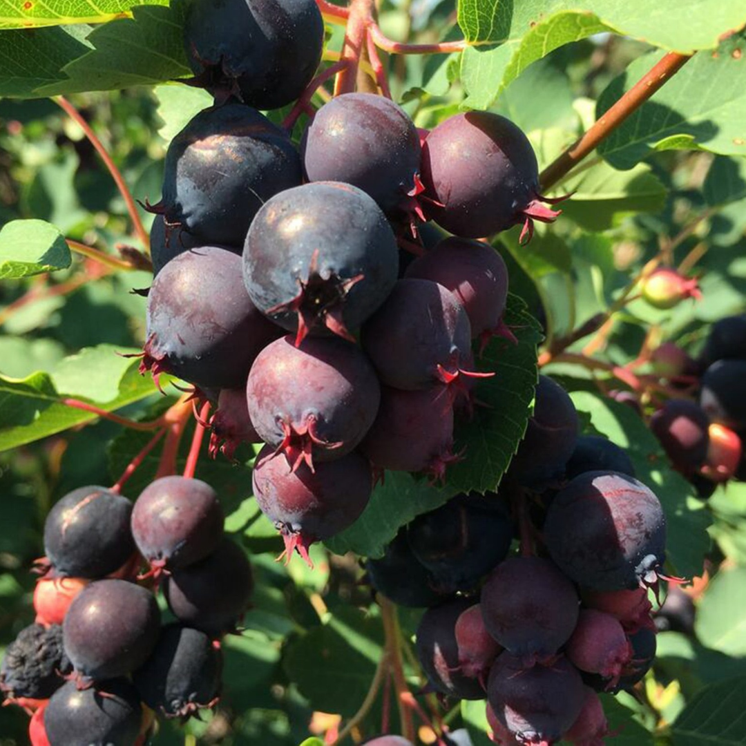 Saskatoon Berry x 'Northline'