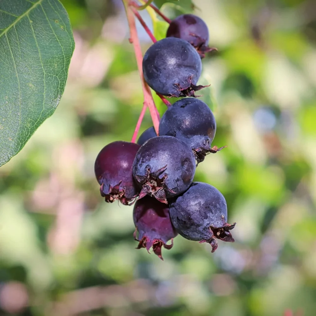 Saskatoon Berry x 'Smokey'