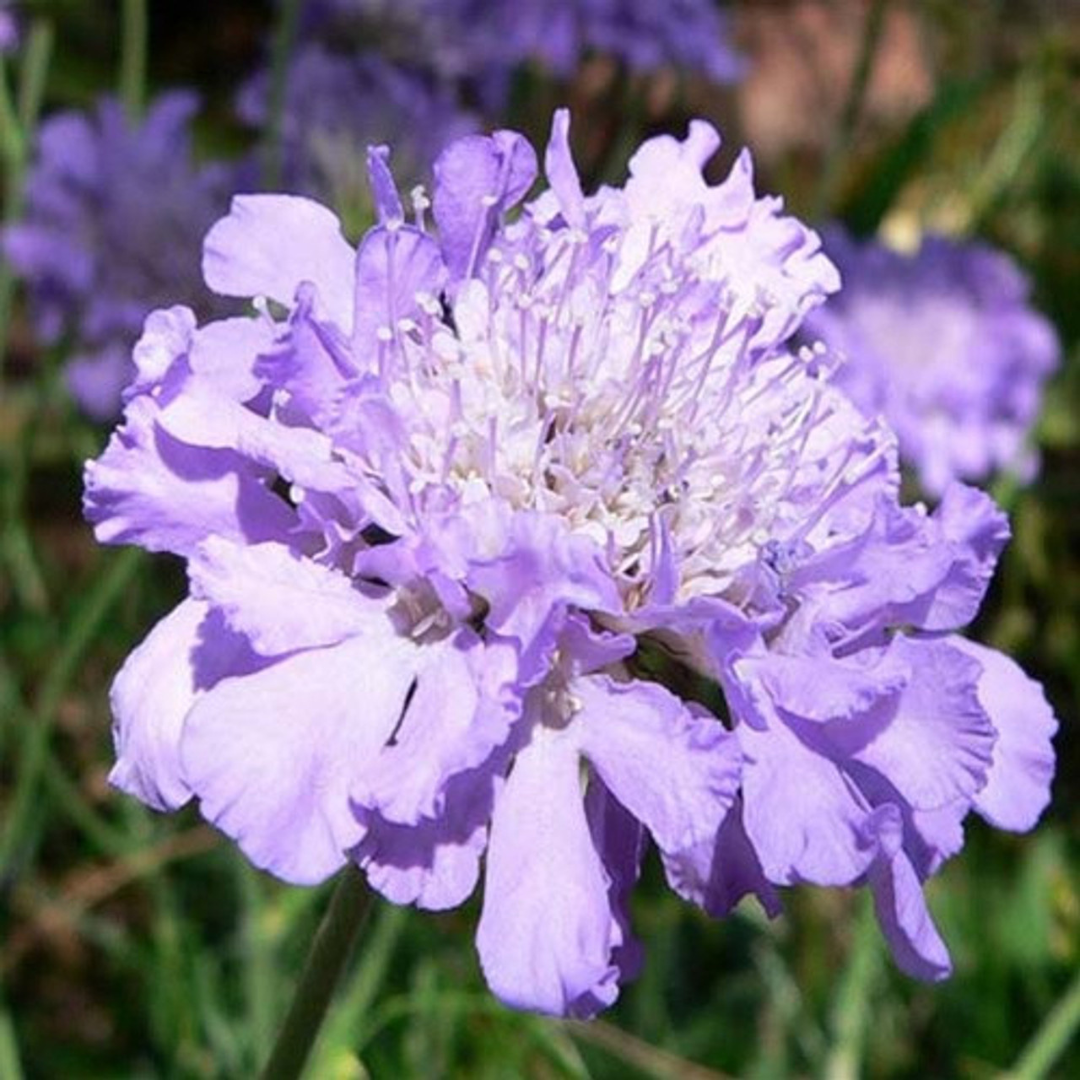 Scabiosa columbaria 'Butterfly Blue'