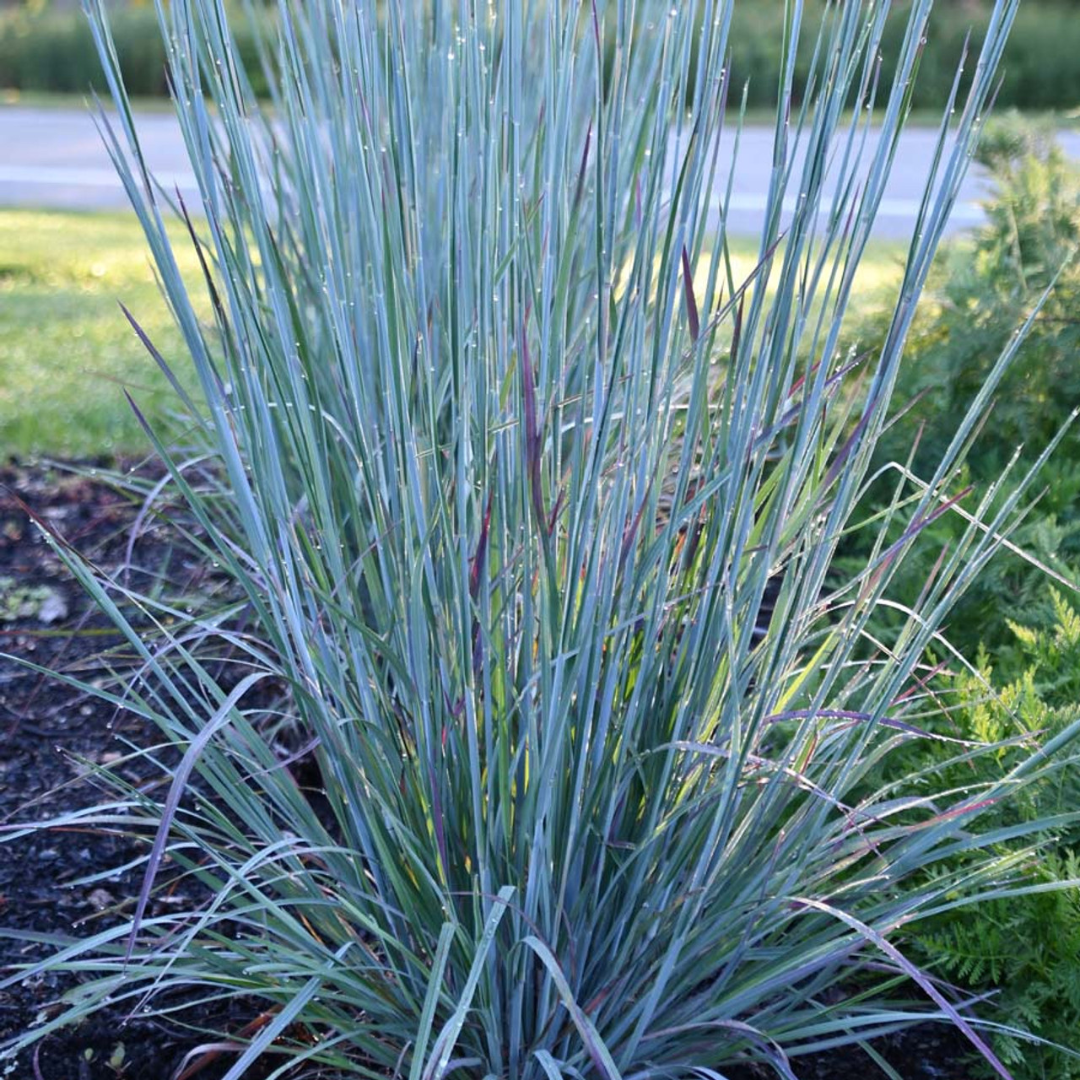Schizachyrium scoparium
