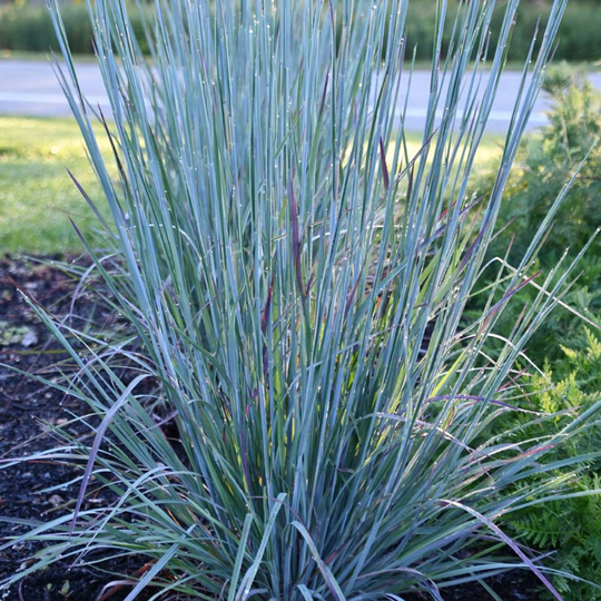 Buy Schizachyrium scoparium | Premier Grasses – Black Sheep Perennials