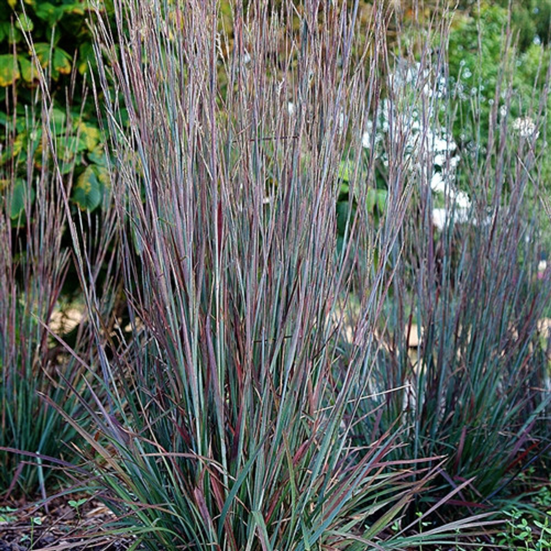 Schizachyrium scoparium 'Standing Ovation'