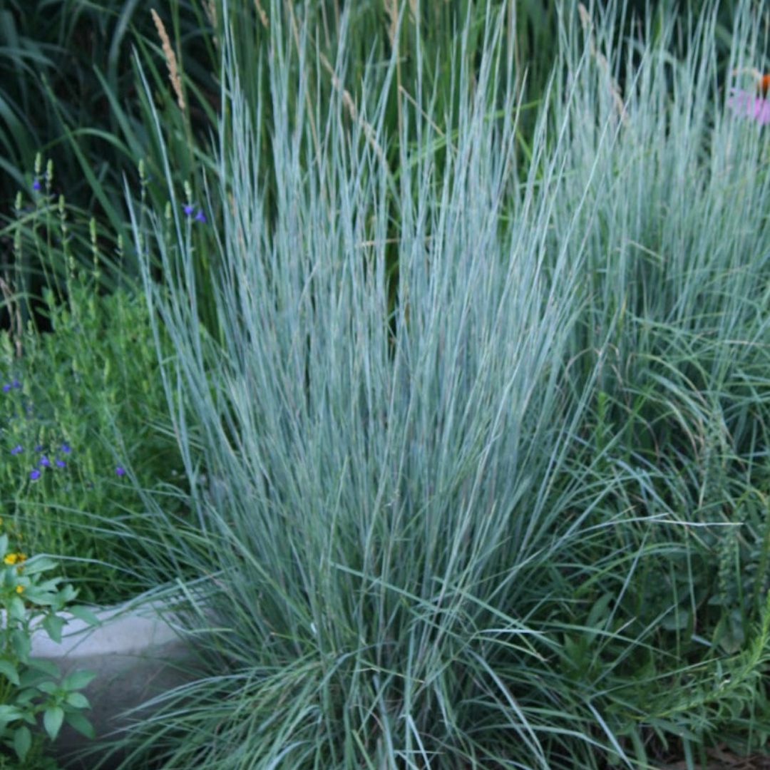 Schizachyrium scoparium 'The Blues'