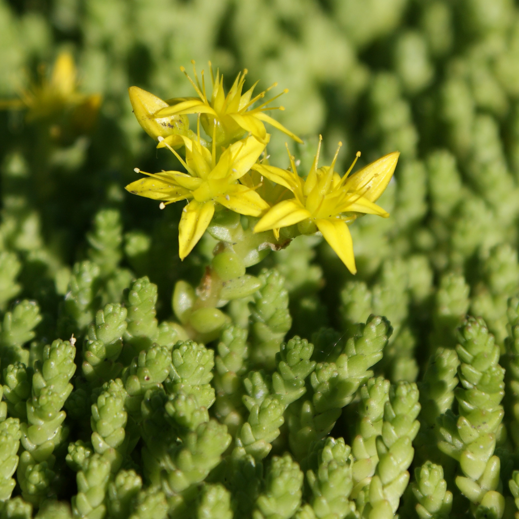 sedum acre succulent Buy Now | Sedum acre | Ontario Grown
