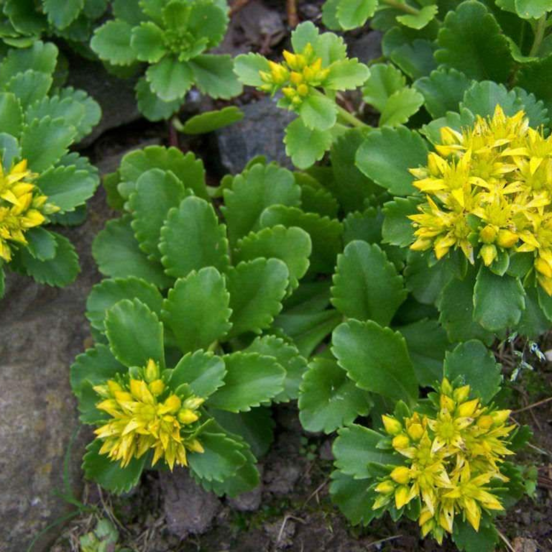 Sedum 'Russian Stonecrop' – Black Sheep Perennials