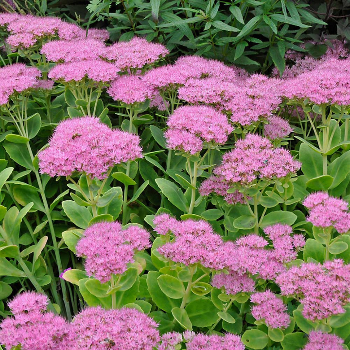 Buy Sedum 'Brilliant' | Unrivaled Perennials – Black Sheep Perennials