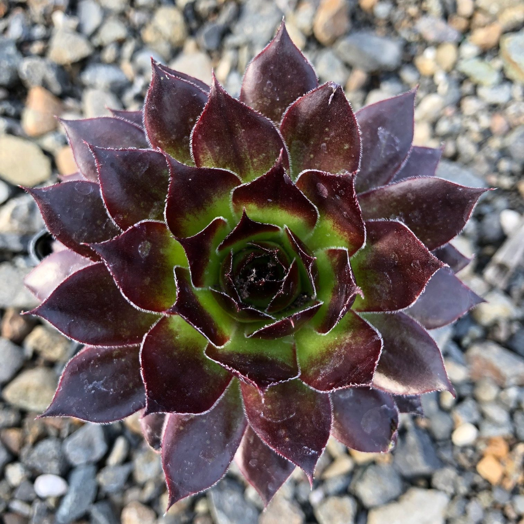 Sempervivum 'Black' – The Shadowy Marvel of Hens and Chicks