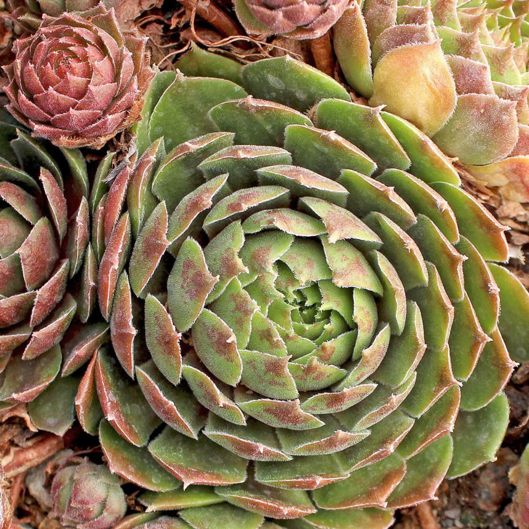 Sempervivum 'Commander Hay' – A Regimented Beauty in the Garden