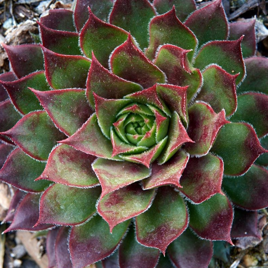 Sempervivum 'Kalinda'