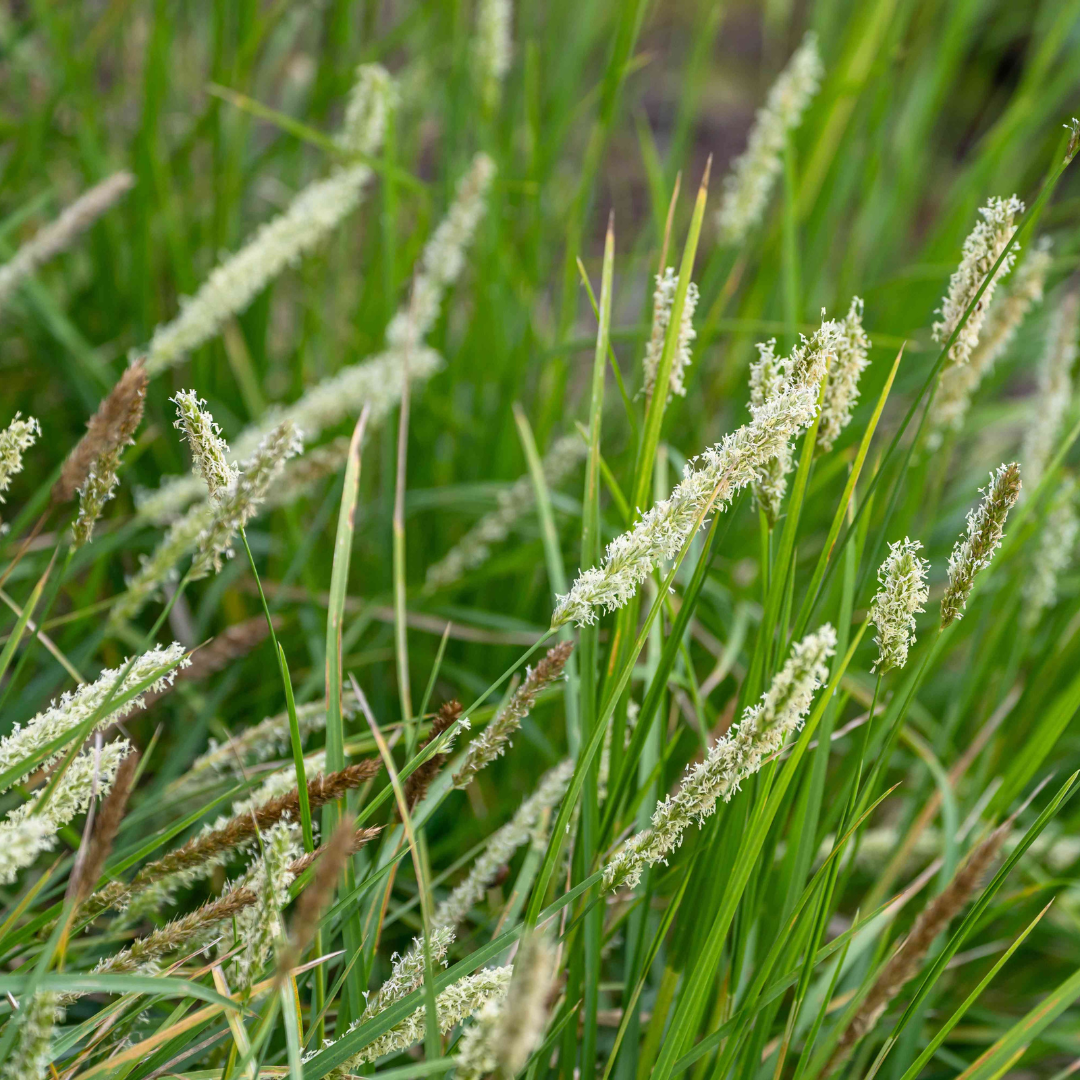 Sesleria autumnalis 'Autumn Moor Grass'