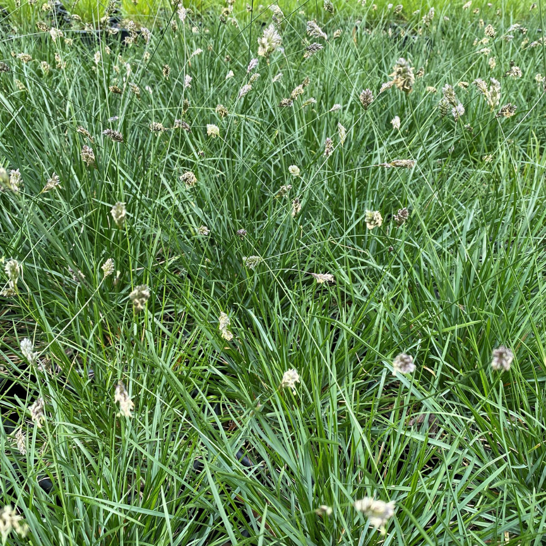 Sesleria heufleriana 'Blue-Green Moor Grass'