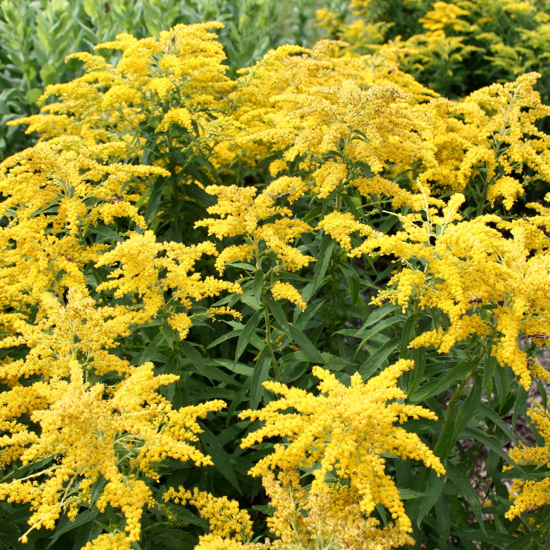 Solidago canadensis 'Little Miss Sunshine'