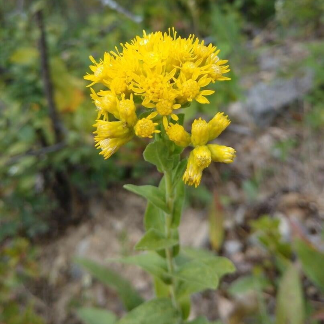 Solidago rigida – Black Sheep Perennials