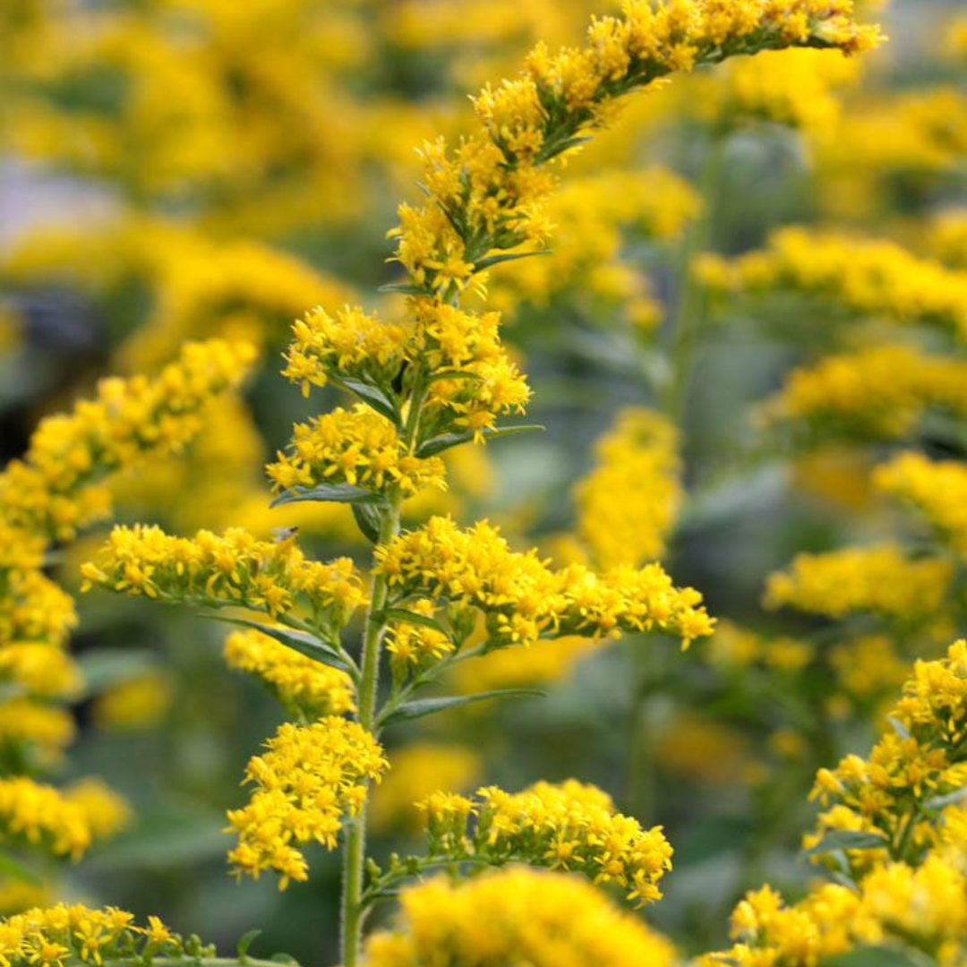 Solid Go Rugosa Solidago Rugosa Range