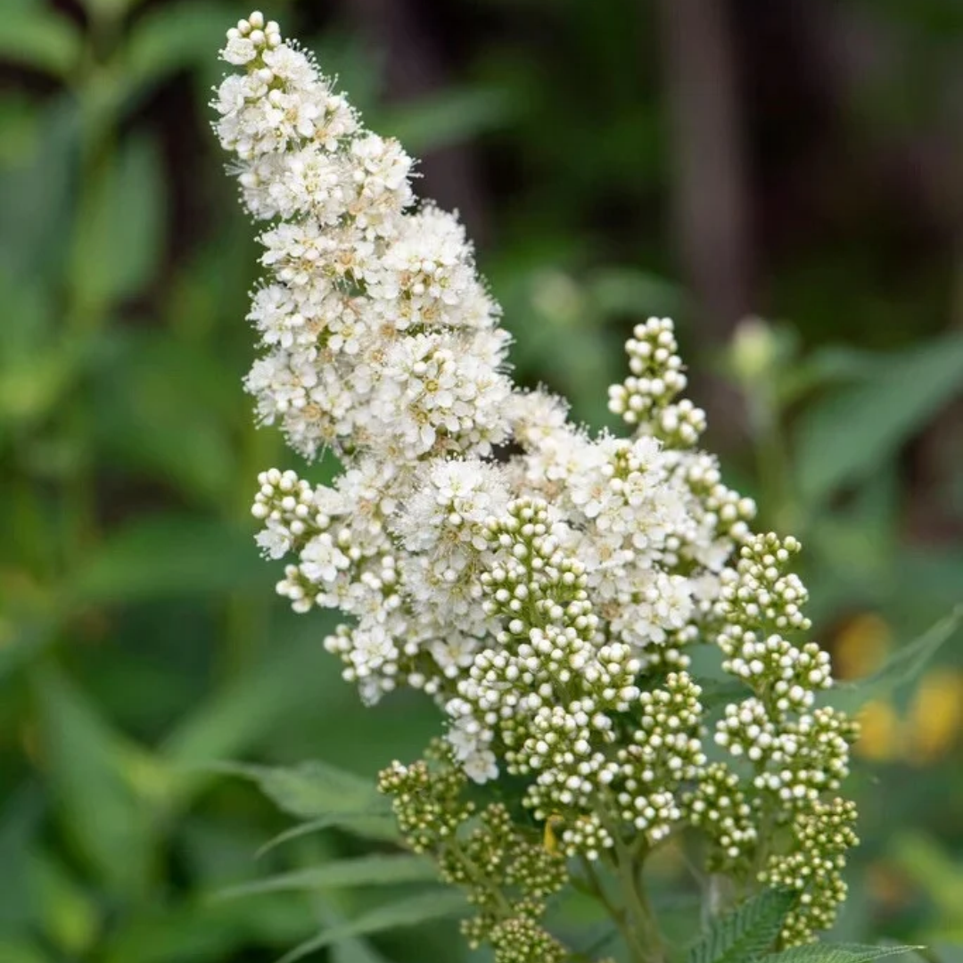 Sorbaria sorbifolia