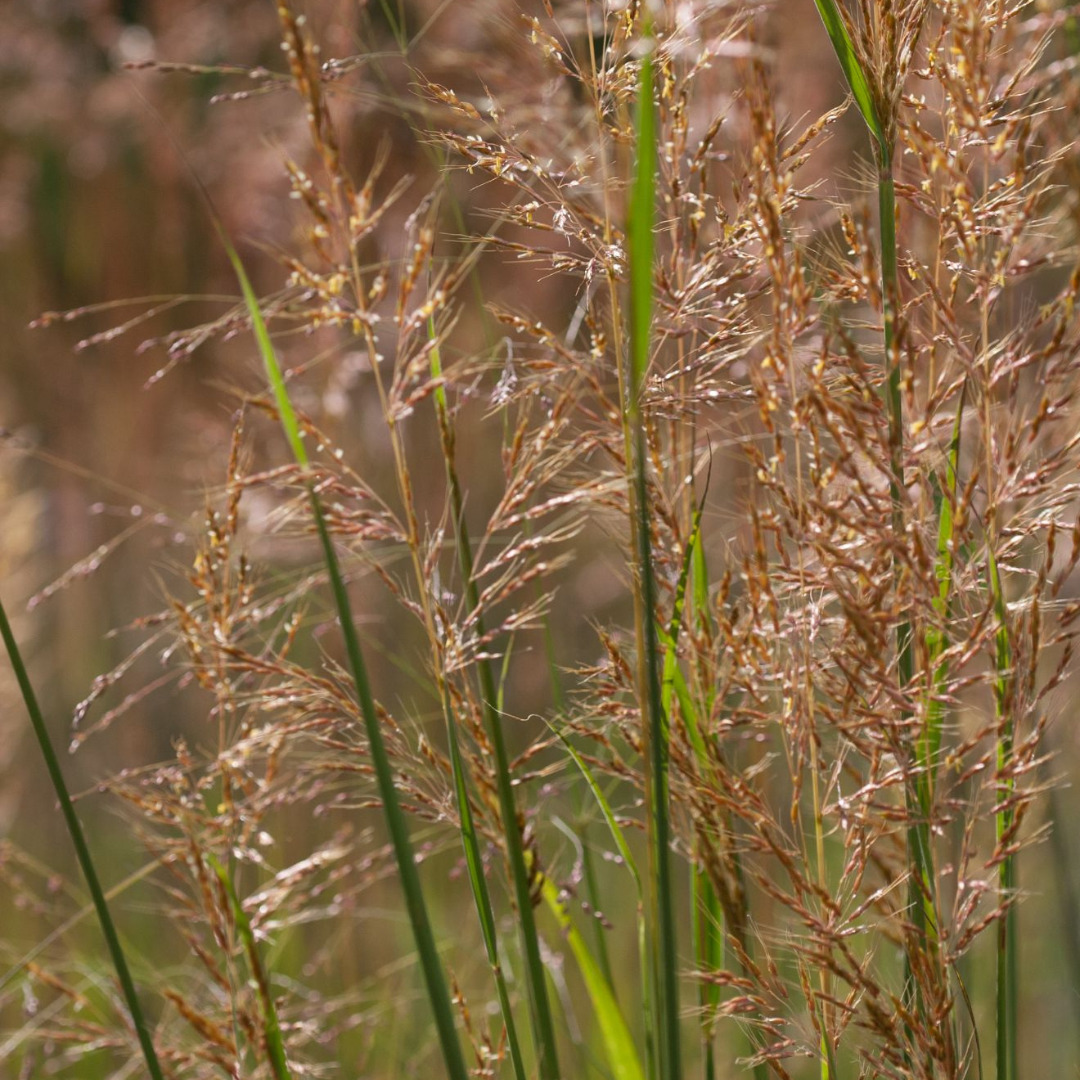 Sorghastrum nutans