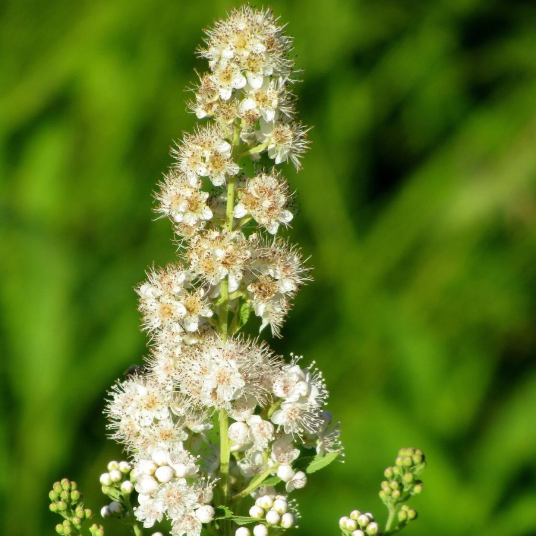 Spiraea alba