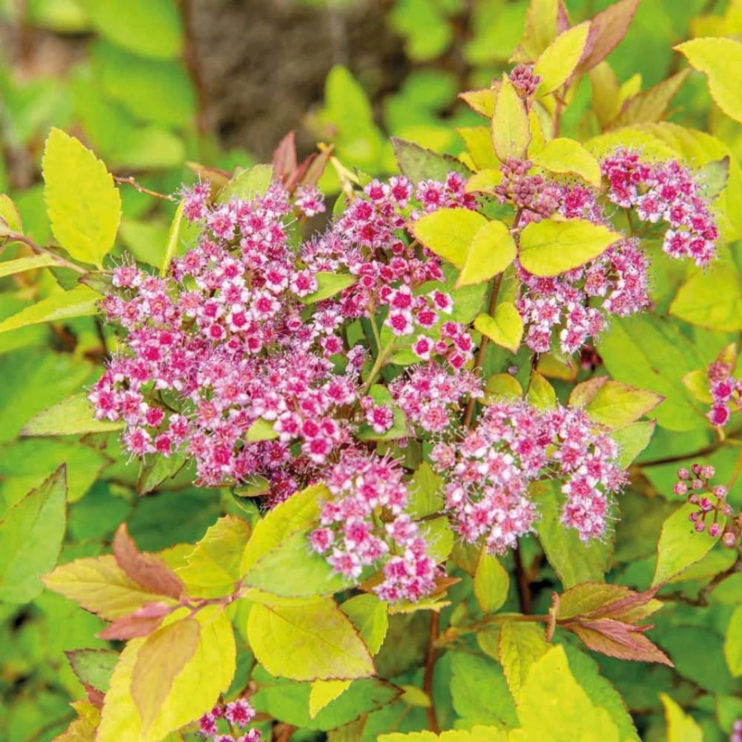 Spiraea japonica 'Firelight'