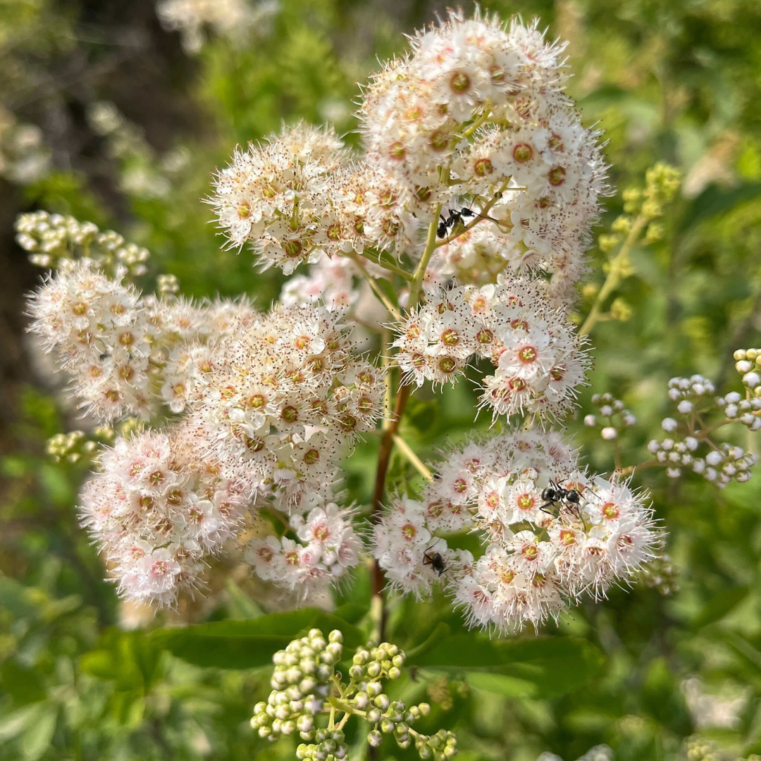 Spiraea latifolia