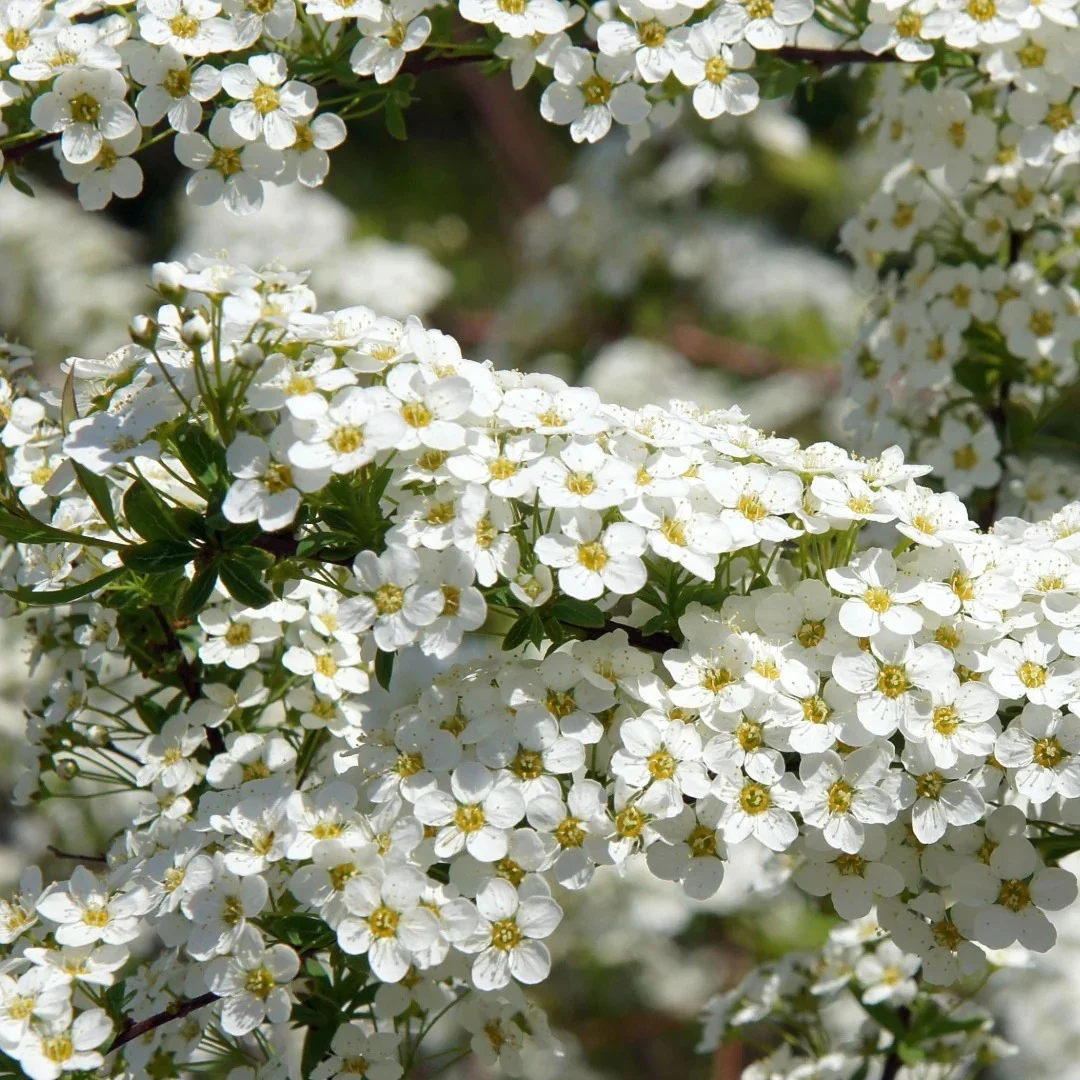 Spiraea nipponica 'Snowmound'