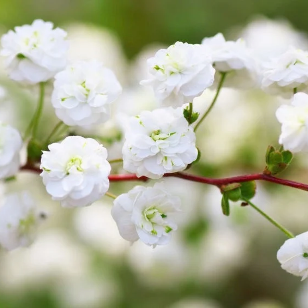 Spiraea prunifolia