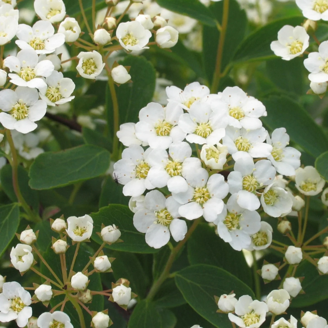 Spiraea x vanhouttei