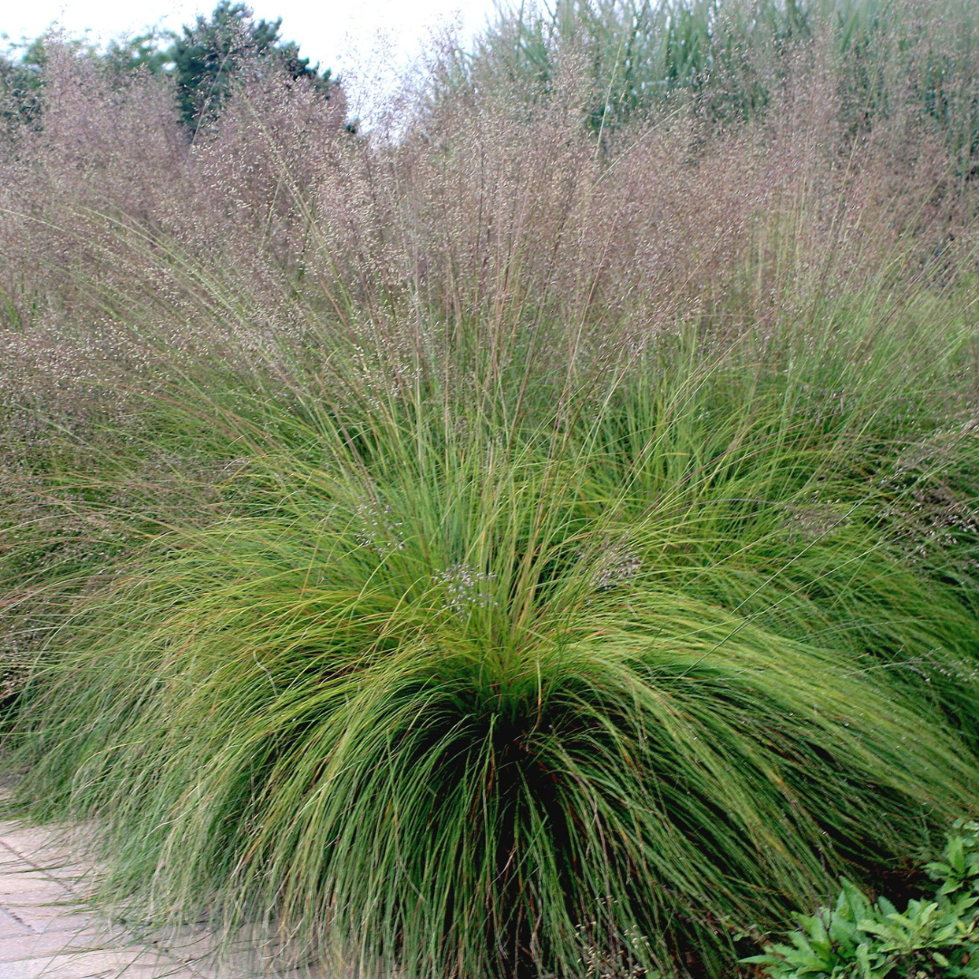 Sporobolus heterolepsis