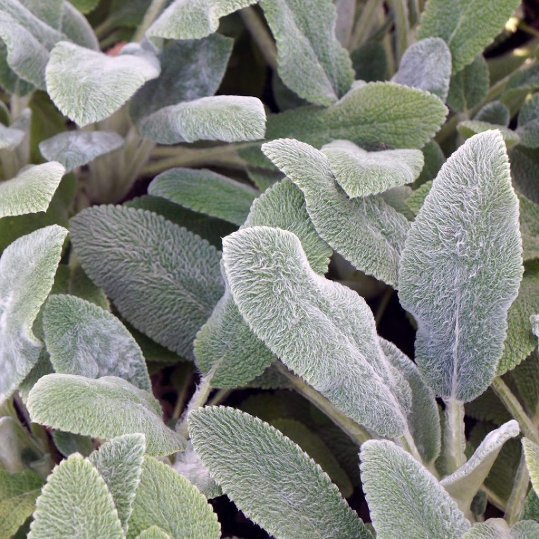 Stachys byzantina 'Silver Carpet'