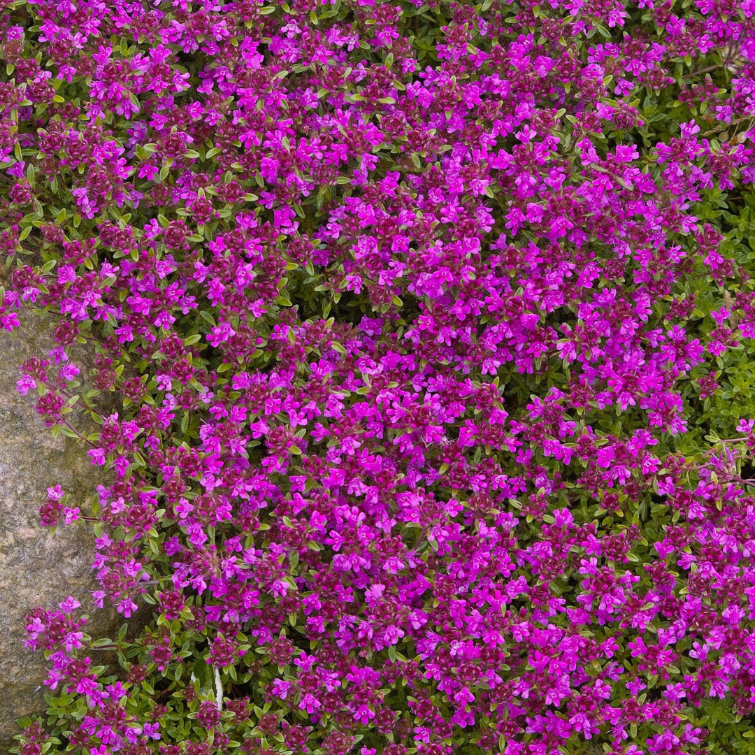 Thymus 'Coccineus'