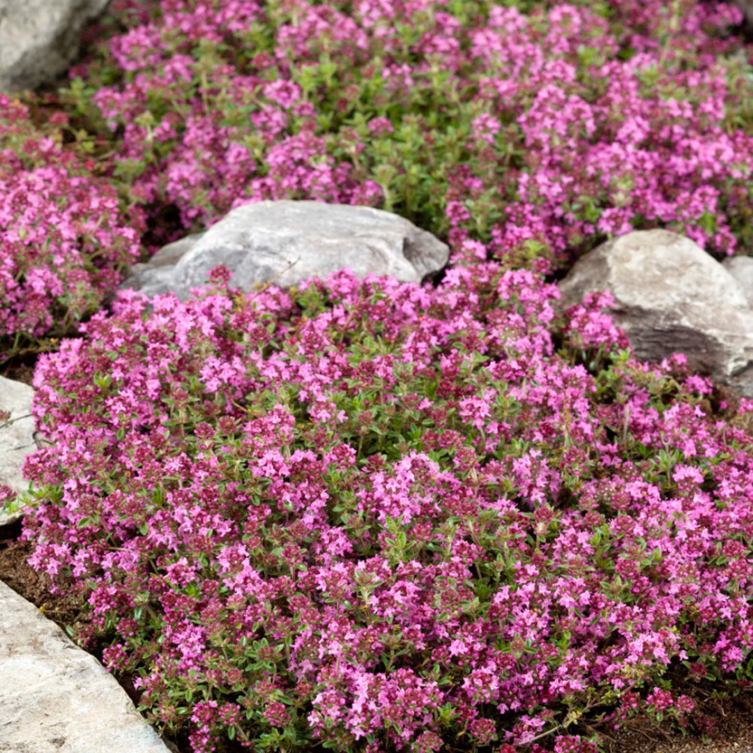 Thymus 'Magic Carpet'