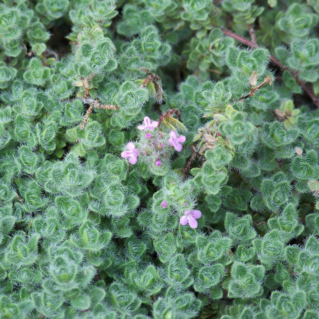 Thymus 'Wooly Thyme'