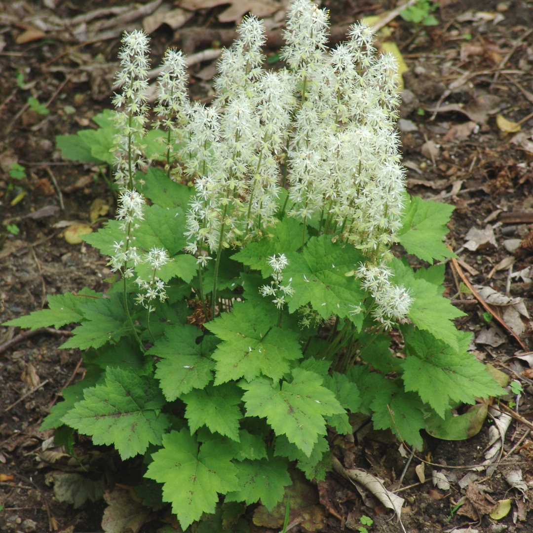 Tiarella cordifolia