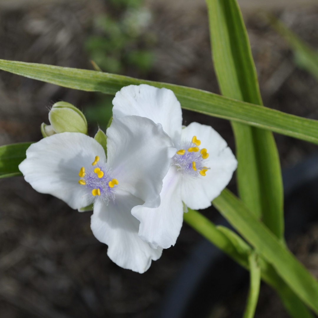 Tradescantia x andersoniana 'Little Doll'