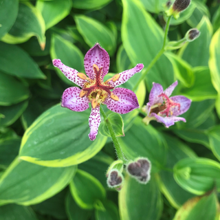 Tricyrtis 'Autumn Glow'