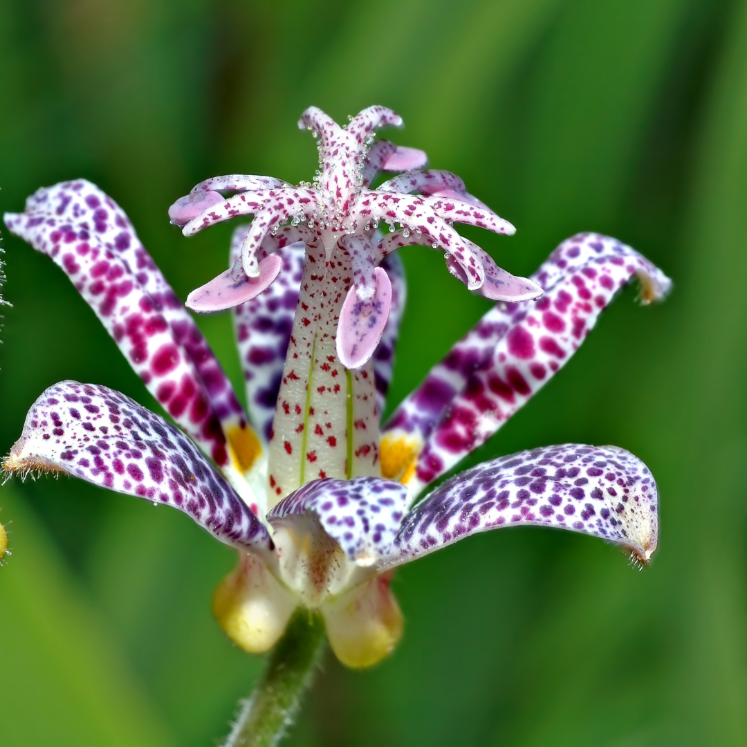 Buy Tricyrtis hirta | Unrivaled Perennials – Black Sheep Perennials